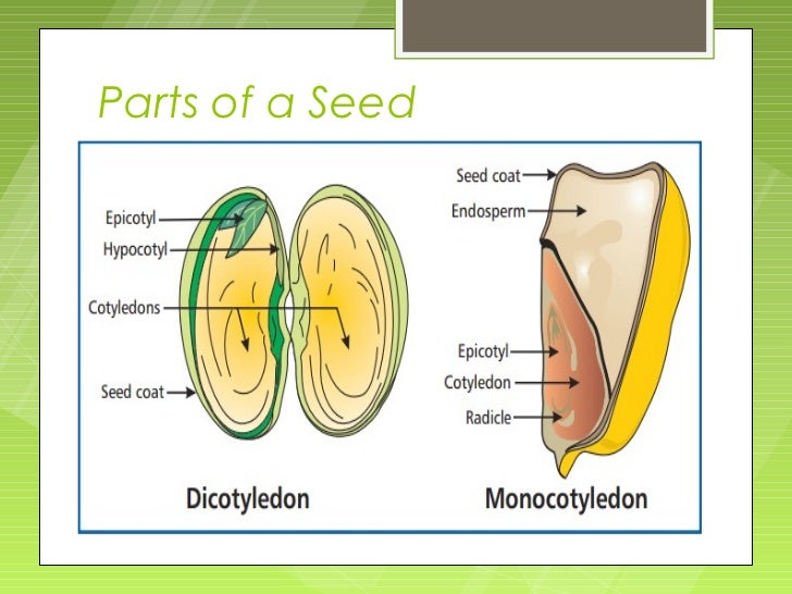 Parts of the plant and their functions