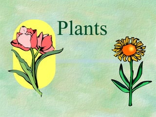 Plants
 