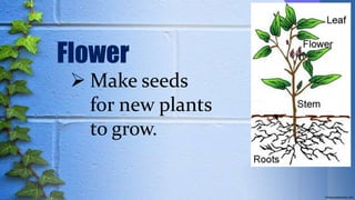 Flower
 Make seeds
for new plants
to grow.
 