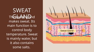 Skin Sweating Function Parts of the Skin Science Presentation in Colorful Illustrative Style.pptx