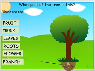 TRUNK
What part of the tree is this?
ROOTS
FRUIT
FLOWER
BRANCH
These are the
LEAVES
 