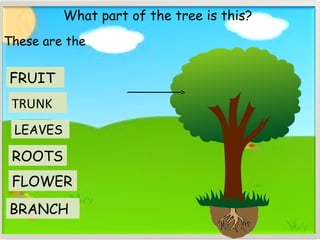TRUNK
What part of the tree is this?
ROOTS
FRUIT
FLOWER
BRANCH
These are the
LEAVES
 