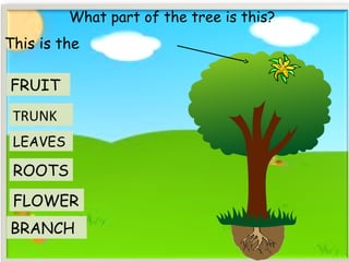 TRUNK
What part of the tree is this?
ROOTS
FRUIT
FLOWER
BRANCH
This is the
LEAVES
 