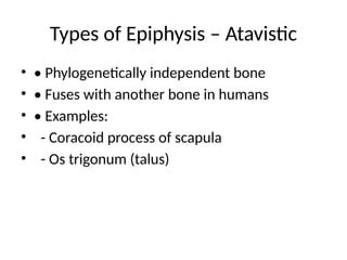 Comprehensive Overview of Young Long Bone Anatomy and Blood Supply | PPTX
