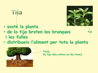 • sosté la planta
• de la tija broten les branques          tija

 i les fulles
• distribueix l’aliment per tota la planta

                    Tronc
                    (la tija dels arbres es diu tronc)
 