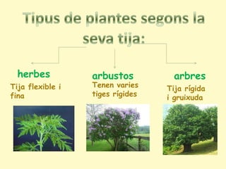 herbes          arbustos          arbres
Tija flexible i   Tenen varies    Tija rígida
fina              tiges rígides   i gruixuda
 