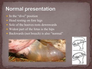 Normal presentationIn the “dive” positionHead resting on fore legsSole of the hooves rests downwardsWidest part of the fetus is the hipsBackwards (not breech) is also “normal”