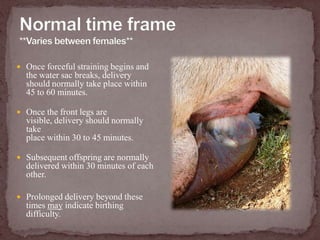 Normal time frame**Varies between females**Once forceful straining begins and the water sac breaks, delivery should normally take place within 45 to 60 minutes.Once the front legs are visible, delivery should normally take place within 30 to 45 minutes.Subsequent offspring are normally  delivered within 30 minutes of each other.Prolonged delivery beyond these times may indicate birthing difficulty.