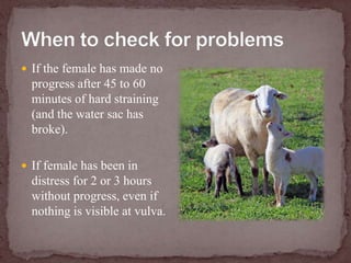 When to check for problemsIf the female has made no progress after 45 to 60 minutes of hard straining (and the water sac has broke).If female has been in distress for 2 or 3 hours without progress, even if nothing is visible at vulva.