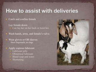 How to assist with deliveriesCatch and confine femaleLay female downCan lay her on her back or hoist her.Wash hands, arms, and female’s vulvaWear gloves or OB sleevesShort fingernails, no ringsApply copious lubricantLubricant jellyObstetrical lubricantBland soap and waterShortening