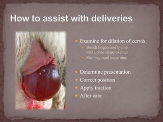 How to assist with deliveriesExamine for dilation of cervixBunch fingers and thumb into a cone shape to enterShe may need more timeDetermine presentationCorrect positionApply tractionAfter care