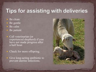 Tips for assisting with deliveriesBe cleanBe gentleBe calmBe patientCall veterinarian (or experienced shepherd) if you have not made progress after a half hour.Check for more offspring.Give long-acting antibiotic to prevent uterine infections.