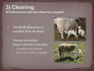 3) Cleaning30 to 60 minutes after last offspring is expelledAfterbirth (placenta) is expelled from the bodyUterine involution(uterus returns to normal)Complete involution takes more than a month