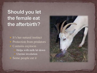 Should you let the female eat the afterbirth?It’s her natural instinctProtection from predatorsContains oxytocinHelps with milk let downUterine involutionSome people eat it