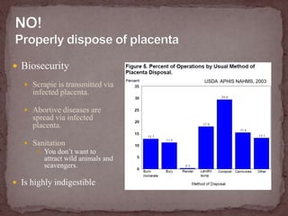 NO!Properly dispose of placentaBiosecurityScrapie is transmitted via infected placenta.Abortive diseases are spread via infected placenta.SanitationYou don’t want to attract wild animals and scavengers.Is highly indigestibleUSDA  APHIS NAHMS, 2003