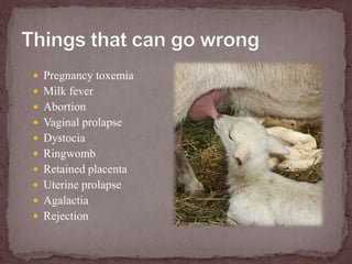 Things that can go wrongPregnancy toxemiaMilk feverAbortionVaginal prolapseDystociaRingwombRetained placentaUterine prolapseAgalactiaRejection