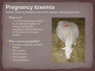Pregnancy toxemia ketosis, lambing paralysis, twin lamb disease, sleeping sicknessWhat is it?Low blood glucose caused by insufficient intake of energy during late pregnancy and breakdown of fat into toxic ketone bodies.Who’s most susceptible?Females carrying multiple fetusesFat femalesThin femalesOld femalesTimid females