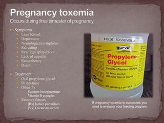 Pregnancy toxemia Occurs during final trimester of pregnancySymptomsLags behindDepressionNeurological symptomsSalivatingRear legs splayed outLack of appetiteRecumbencyDeathTreatmentOral propylene glycolIV dextroseOther TxCalcium borogluconateVitamin B-complexRemove fetuses[Rx] Induce parturition[Vx] Caesarian sectionIf pregnancy toxemia is suspected, you  need to evaluate your feeding program.