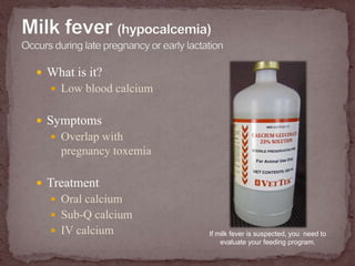 Milk fever (hypocalcemia)Occurs during late pregnancy or early lactationWhat is it?Low blood calciumSymptomsOverlap with pregnancy toxemiaTreatmentOral calciumSub-Q calciumIV calciumIf milk fever is suspected, you  need to evaluate your feeding program.
