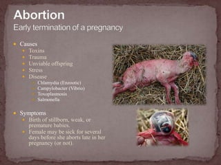 AbortionEarly termination of a pregnancyCausesToxinsTraumaUnviable offspringStressDiseaseChlamydia (Enzootic)Campylobacter (Vibrio)ToxoplasmosisSalmonellaSymptomsBirth of stillborn, weak, or premature babies.Female may be sick for several days before she aborts late in her pregnancy (or not).