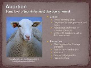 AbortionSome level of (non-infectious) abortion is normalControlIsolate aborting ewesDispose of fetuses, placenta, and fluids.Administer antibiotics to remaining females.Work with diagnostic vet to determine cause.PreventionAborting females develop immunityFeed or inject antibioticsVaccinateControl cat populationFeed ionophoreYoung females are most susceptible to infectious causes of abortion.