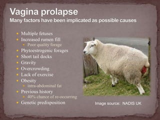 Vagina prolapseMany factors have been implicated as possible causesMultiple fetusesIncreased rumen fillPoor quality foragePhytoestrogenic foragesShort tail docksGravityOvercrowdingLack of exerciseObesity intra-abdominal fatPrevious history40% chance of re-occurringGenetic predispositionImage source:  NADIS UK