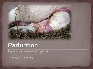 ParturitionThe act or process of giving birthLambing and kidding