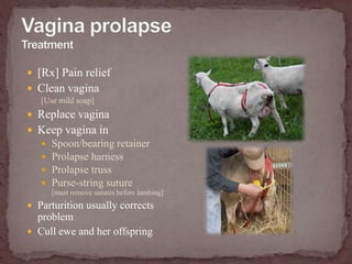Vagina prolapseTreatment[Rx] Pain reliefClean vagina[Use mild soap]Replace vaginaKeep vagina in	Spoon/bearing retainerProlapse harnessProlapse trussPurse-string suture[must remove sutures before lambing]Parturition usually corrects problemCull ewe and her offspring