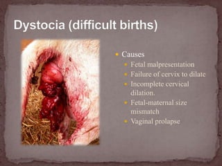 Dystocia (difficult births)CausesFetal malpresentationFailure of cervix to dilateIncomplete cervical dilation.Fetal-maternal size mismatchVaginal prolapse