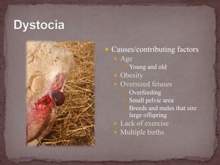 DystociaCauses/contributing factorsAgeYoung and oldObesityOversized fetusesOverfeedingSmall pelvic areaBreeds and males that sire large offspringLack of exerciseMultiple births