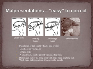 Malpresentations – “easy” to correctElbow lockOne leg backBoth legs backSwollen headPush lamb or kid slightly back  into womb