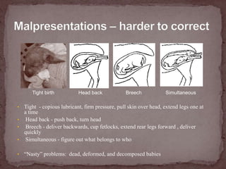  Cup hoof in your palm