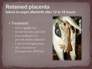  A small baby can be pulled with one leg back