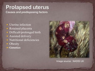  Breech - deliver backwards, cup fetlocks, extend rear legs forward , deliver quickly