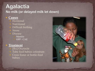 “Nasty” problems:  dead, deformed, and decomposed babiesRingwombFailure of cervix to dilate (or dilate completely)Cause (mostly unknown)AbortionPremature birthGenotype of fetusTreatmentPartial dilationManually stimulate cervix[Rx] Oxytocin“True” ringwomb[Vx] Caesarian section ->Retained placentafailure to expel afterbirth after 12 to 18 hours TreatmentGive a gentle tug.Do not forcibly pull out!Give antibiotics to prevent uterine infection.Calcium borogluconate[Rx] Oxytocin or Prostaglandin (PGF2α)  