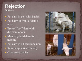 Prolapsed uterusUterus is turned inside out and pushed through the birth canal.May occur immediately after parturition or several days later.Is life threatening.Image source:  NADIS UK