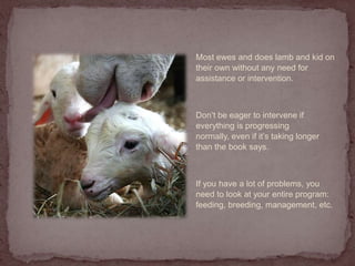 Prolapsed uterusCauses and predisposing factorsUterine infectionRetained placentaDifficult/prolonged birthAssisted deliveryNutritional deficienciesObesityGeneticsImage source:  NADIS UK