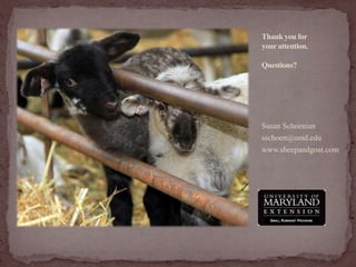 Prolapsed uterusTreatmentProtect uterus (before treatment)[Rx] Epidural Cleanse uterusSugar may reduce swellingElevate hindquartersReplace uterusPour 5 gallons of water into replaced uterusPurse string suture (optional)[Rx] OxytocinCalcium borogluconateSystemic antibiotics