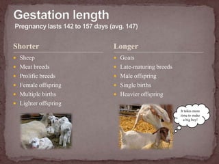 ShorterSheepMeat breedsProlific breedsFemale offspringMultiple birthsLighter offspringGoatsLate-maturing breedsMale offspringSingle birthsHeavier offspringGestation length Pregnancy lasts 142 to 157 days (avg. 147)LongerIt takes more time to make a big boy!