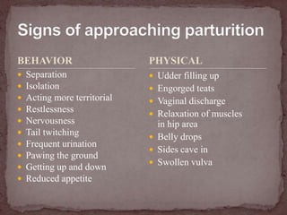 BEHAVIORSeparationIsolationActing more territorialRestlessnessNervousnessTail twitchingFrequent urinationPawing the groundGetting up and downReduced appetiteUdder filling upEngorged teatsVaginal dischargeRelaxation of muscles in hip areaBelly dropsSides cave in Swollen vulvaSigns of approaching parturitionPHYSICAL