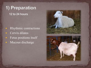 1) Preparation12 to 24 hoursRhythmic contractions Cervix dilatesFetus positions itselfMucous discharge