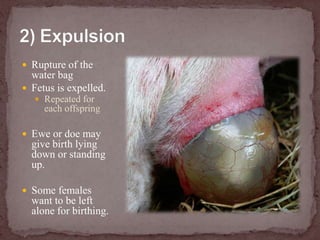 Rupture of the water bagFetus is expelled.Repeated for each offspringEwe or doe may give birth lying down or standing up.Some females want to be left alone for birthing.2) Expulsion