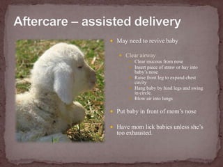 Aftercare – assisted delivery,[object Object],May need to revive baby,[object Object],Clear airway,[object Object],Clear mucous from nose	,[object Object],Insert piece of straw or hay into baby’s nose,[object Object],Raise front leg to expand chest cavity,[object Object],Hang baby by hind legs and swing in circle.,[object Object],Blow air into lungs,[object Object],Put baby in front of mom’s nose,[object Object],Have mom lick babies unless she’s too exhausted.,[object Object]