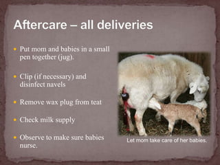 Aftercare – all deliveries,[object Object],Put mom and babies in a small pen together (jug).,[object Object],Clip (if necessary) and disinfect navels,[object Object],Remove wax plug from teat,[object Object],Check milk supply,[object Object],Observe to make sure babies nurse.,[object Object],Let mom take care of her babies.,[object Object]