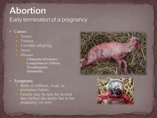 AbortionEarly termination of a pregnancy<br />Causes<br />Toxins<br />Trauma<br />Unviable offspring<br />Stress<br />Dise...