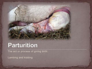 Parturition,[object Object],The act or process of giving birth,[object Object],Lambing and kidding,[object Object]