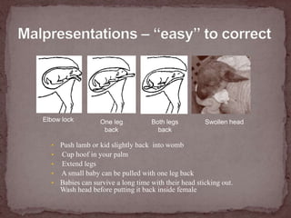 Malpresentations – “easy” to correct<br />Elbow lock<br />One leg back<br />Both legs back<br />Swollen head<br /><ul><li>...