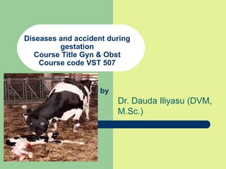 Diseases and accident during
gestation
Course Title Gyn & Obst
Course code VST 507
Dr. Dauda Iliyasu (DVM,
M.Sc.)
by
 