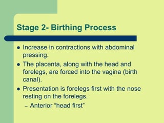 Stage 2- Birthing Process
 Increase in contractions with abdominal
pressing.
 The placenta, along with the head and
forelegs, are forced into the vagina (birth
canal).
 Presentation is forelegs first with the nose
resting on the forelegs.
– Anterior “head first”
 