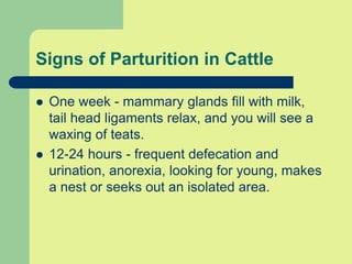 Signs of Parturition in Cattle
 One week - mammary glands fill with milk,
tail head ligaments relax, and you will see a
waxing of teats.
 12-24 hours - frequent defecation and
urination, anorexia, looking for young, makes
a nest or seeks out an isolated area.
 